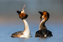 Great Crested Grebe (Podiceps cristatus) pair in courtship dance, The Netherlands. April.