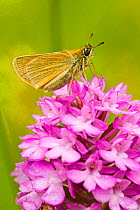 Small skipper butterfly (Thymelicus sylvestris) resting on flower spike of Pyramidal orchid (Anacamptis pyramidalis) Somerset, UK,  July.