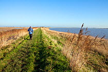 Person walking along the Steart Marshes adjoining the Bristol Channel and the River Parrett Estuary, allowed to flood on high tides to create new salt-marsh habitat, Somerset, UK, December 2014.