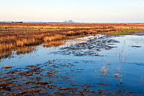Steart Marshes adjoining the Bristol Channel and the River Parrett Estuary. Now being allowed to flood on high tides to create new saltmarsh habitat. Hinkley Point nuclear power station in background....