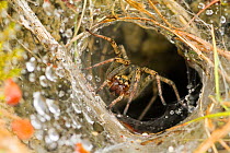 Labyrinth spider (Agelena labyrinhthica) at entrance of funnel web at ground level on cropped limestone grassland, Polden Hills, Somerset, UK, July.