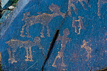Animal petroglyphs between 5,000-15,000 years old years ago,  Khavtsgait Petroglyph Mountain, Gobi desert, Govi Gurvan Saikhan National Park, South Mongolia. June 2015.