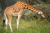 Rothschilds giraffe, (Giraffa camelopardalis rothschildi) in Nakuru National Park, Kenya.