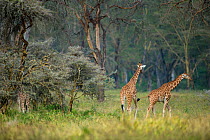 Rothschilds giraffes (Giraffa camelopardalis rothschildi)  in savanna, Nakuru National Park, Kenya.