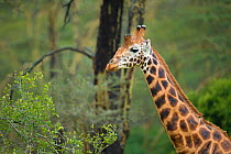 Rothschilds giraffe, (Giraffa camelopardalis rothschildi) portrait, Nakuru National Park, Kenya.