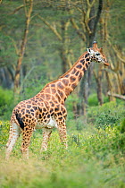 Rothschilds giraffe (Giraffa camelopardalis rothschildi) profile, Nakuru National Park, Kenya.