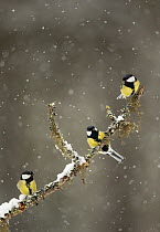 Great Tits (Parus major) in falling snow perched on a branch, Martinselkonen, Finland, April