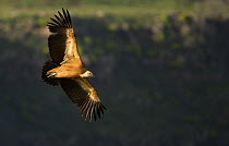 Griffin Vulture (Gyps fulvus) in flight, Northern Israel, January