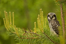 Hawk Owl (Surnia ulula) perched in a pine, Finland, June.