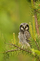 Hawk Owl perched (Surnia ulula), Finland, June.