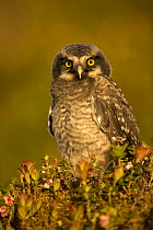 Hawk Owl young (Surnia ulula), Finland, June.