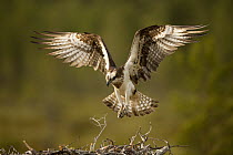 Osprey (Pandion haliaetus) flying back to her nest, Finland, June.