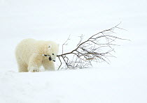 Polar bear (Ursus maritimus) cub playing with branch,Churchill, Canada, November