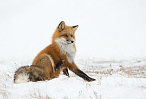 Red fox (Vulpes vulpes) scratching in the snow, Churchill, Cananda, November