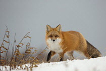 Red fox (Vulpes vulpes) in the snow, Churchill, Cananda, November