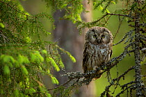 Tengmalm's Owl (Aegolius funereus) perched on a branch, Finland