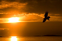 White-tailed eagle (Haliaeetus albicilla) in flight at sunset, Norway, August