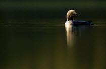 Black-throated diver (Gavia arctica) on water, Finland, June.