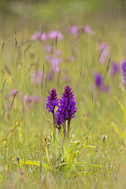 Early marsh orchid (Dactylorhiza incarnata) with Ragged robin (Lychnis flos-cuculi) behind.  Gower, South Wales, UK, June.