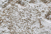White rim lichen (Lecanora rupicola) growing on a headstone, Gower, South Wales, UK, June.