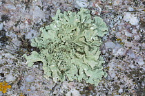 Lichen (Flavoparmelia caperata) growing on granite.  Gower, South Wales, UK, June.