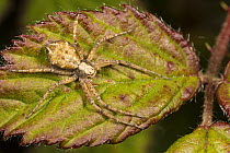 Turf-running spider (Philodromus cespitum) Gower, South Wales, UK, June.