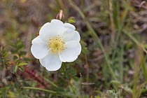 White dog rose (Rosa canina) Oxwich National Nature Reserve, Gower, South Wales, UK, June.
