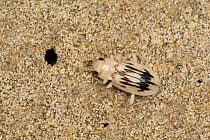 Strandline beetle, (Nebria complanata) Gower Peninsula, Wales. UK, June.