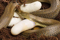 Aesculapian snake (Zamenis longissimus) laying an egg.  Captive, occurs in South Europe.