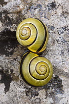 Pair of Brown-lipped snails (Cepaea nemoralis) Lathkilldale, Derbyshire, Peak District, England, UK. May. Focus stacked image.