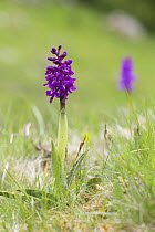 Early purple orchid (Orchis mascula) Lathkilldale, Derbyshire, Peak District, England, UK, May.