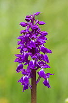 Early purple orchid (Orchis mascula) Lathkilldale, Derbyshire, Peak District, England, UK, May.