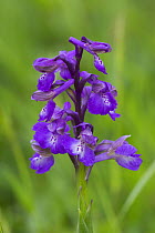 Green-winged orchid (Anacamptis morio) Willwell Farm Cutting, Nottingham, England, UK, May.