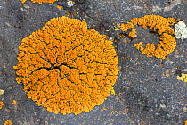 Elegant sunburst lichen (Xanthoria elegans)  Baguales Valley, Chile.