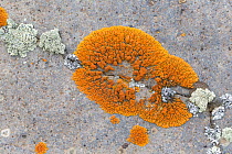 Elegant sunburst lichen (Xanthoria elegans) Baguales Valley, Chile.