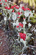 Cup lichen (Cladonia diversa) showing red apothecia.  Derbyshire, England, UK, September