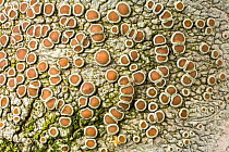 Lichen (Lecanora sp probably L. chlarotera) growing on a birch twig.  Focus-stacked image, X3 magnification.