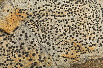 Crustose lichen (Lecidea lithophila) on sandstone, Derbyshire, England, UK, September.