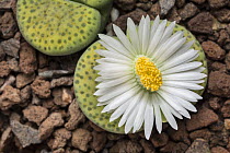 Living stone plant flower (Lithops fulviceps "aurea") cultivated plant native to  South Africa. Focus-stacked image.