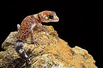 Australian barking gecko (Underwoodisaurus milii) hatchling, captive occurs in Southern Australia.