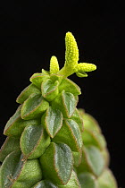 Close up of succulent plant (Peperomia columella) cultivated plant form Peru. Focus-stacked image.