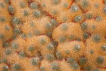 Surface of Stone plant (Lithops fulviceps)  at high magnification.