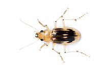 Strandline beetle / Beachcomber beetle (Nebria complanata) Gower Peninsula, Wales, UK, June.
