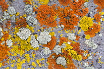 Colony of lichens on granite rock, including Elegant sunburst lichen (Xanthoria elegans) - orange, Xanthoria  candelaria - yellow, Rock posy, (Rhizoplace sp) - grey, and several others. Chile.