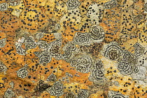 Two lichens, Concentric boulder lichen (Porpidia crustulata) and Lecidea lithophila, on sandstone. Derbyshire, England, UK, September.