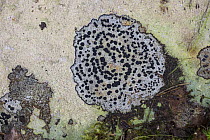 Concentric boulder lichen (Porpidia crustulata) growing on siliceous rock (sandstone).  Derbyshire, England, UK, September.