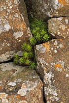Common hair-cap moss (Polytrichum commune) growing among lichen-covered rocks, Derbyshire, England, UK, September. Focus-stacked image.