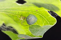 Comb-footed spider (Enoplognatha ovata) female guarding egg-sac in rolled-over oak leaf,  South Yorkshire, England, UK, December. September. Focus-stacked image