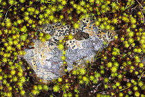Juniper Haircap moss (Polytrichum juniperinum) and a stone with Lichen (Lecidea lithophila) Derbyshire, England, UK, September.