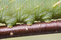 Lime hawkmoth caterpillar (Mimas tiliae) close up of prolegs.  Sheffield, England, UK. September. Focus-stacked image.